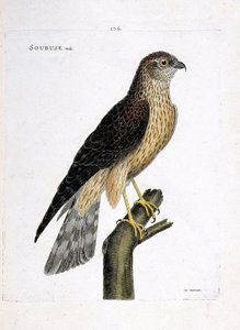 Macho soubuse (busard saint martin o circus cyaneus) en una rama. Ilustración en “La Historia de los Pájaros, Pintados en Sus Aspectos Aparecidos y Sensibles” de Francois Nicolas Martinet (1731-1800). Colección privada. de Francois Nicolas Martinet