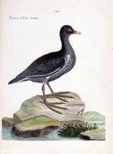 Gráfico zoológico (ornitología): polla de agua macho (Gallinula chloropus). Ilustración en “La Historia de las Aves, Pintadas en Sus Aspectos Aparientes y Sensibles” de François Nicolas Martinet (1731-1800). Colección privada. de Francois Nicolas Martinet