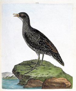 Gráfico zoológico (ornitología): marouette (marouette manchada o porzana porzana). Ilustración en “La Historia de los Pájaros, Pintados en Sus Aspectos Aparientes y Sensibles” de Francois Nicolas Martinet (1731-1800). Colección privada de Francois Nicolas Martinet