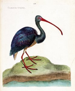 Courly de nigritie (ibis falcinelle o plegadis falcinellus). Ilustración en “La Historia de los Pájaros, Pintados en Sus Aspectos Aparecidos y Sensibles” de Francois Nicolas Martinet (1731-1800). Colección privada.