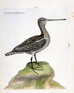 Viejo macho becassine (becassine de pantano o gallinago gallinago). Ilustración en “La Historia de los Pájaros, Pintados en Sus Aspectos Aparecidos y Sensibles” de Francois Nicolas Martinet (1731-1800). Colección privada. de Francois Nicolas Martinet
