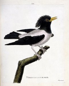 Mirlo rosado (estornino rojizo o sturnus roseus) en una rama. Ilustración en “La Historia de los Pájaros, Pintados en Sus Aspectos Aparecidos y Sensibles” de Francois Nicolas Martinet (1731-1800). Colección privada. de Francois Nicolas Martinet