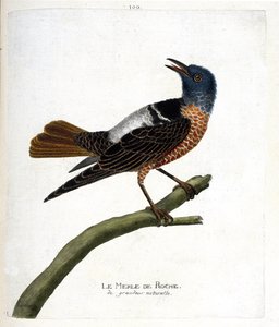 Tabla zoológica (ornitología): mirlo de roca (mirlo de roca o monticola saxatilis). Ilustración en 