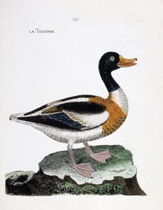 Tabla zoológica (ornitología): tarro blanco (tarro blanco o tadorna tadorna). Ilustración en “La Historia de las Aves, Pintadas en Sus Aspectos Aparecidos y Sensibles” por Francois Nicolas Martinet (1731-1800). Colección privada