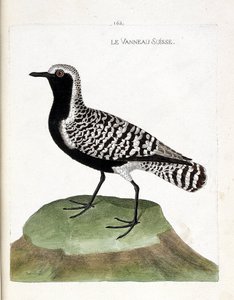 El cordero suizo (chorlito plateado o pluvialis squatarola). Ilustración en “La Historia de los Pájaros, Pintados en Sus Aspectos Aparecidos y Sensibles” de Francois Nicolas Martinet (1731-1800). Colección privada. de Francois Nicolas Martinet