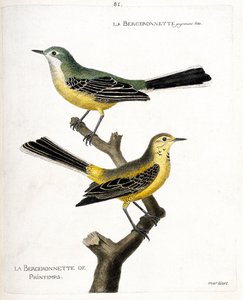 Tabla zoológica (ornitología): la lavandera misma y la lavandera de primavera (lavandera de primavera o motacilla flava) en una rama. Ilustración en 