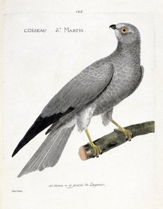 Tabla zoológica (ornitología): el ave san martín (aguilucho san martín o circus cyaneus) en una rama. Ilustración en 