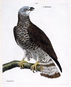 Tabla zoológica (ornitología): la bondrée (bondrée apivore o pernis apivorus) en una rama. Ilustración en 