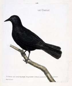 Tabla zoológica (ornitología): la grajilla (grajilla de las torres o corvus monedula) en una rama. Ilustración en 