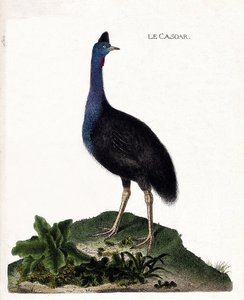 Gráfico zoológico (ornitología): el casuario. Ilustración en “La Historia de los Pájaros, Pintados en Sus Aspectos Aparecidos y Sensibles” de François Nicolas Martinet (1731-1800). Colección privada. de Francois Nicolas Martinet