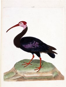 Gráfico zoológico (ornitología): el zarapito tiene una cabeza desnuda del cabo de buena esperanza (ibis del cabo o geronticus calvus). Ilustración en “La Historia de los Pájaros, Pintados en Sus Aspectos Aparientes y Sensibles” de Francois Nicolas Martinet de Francois Nicolas Martinet