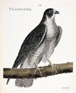 El halcón sale o halcón fuera (halcón peregrino o falco peregrinus) en una rama. Ilustración en “La Historia de los Pájaros, Pintados en Sus Aspectos Aparecidos y Sensibles” de Francois Nicolas Martinet (1731-1800). de Francois Nicolas Martinet