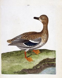 La hembra del pato salvaje (pato mallard o anas platyrhynchos). Ilustración en “La Historia de los Pájaros, Pintados en Sus Aspectos Aparecidos y Sensibles” de Francois Nicolas Martinet (1731-1800). Colección privada.
