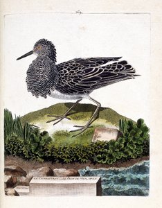 Tabla zoológica (ornitología): el combatiente o el pavo real marino macho (combatiente variado o philomachus pugnax). Ilustración en “La Historia de las Aves, Pintadas en Sus Aspectos Aparecidos y Sensibles” por Francois Nicolas Martinet (1731-1800). Colec de Francois Nicolas Martinet