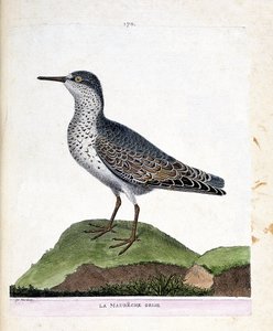 Carta zoológica (ornitología): el maubeche gris (pico púrpura o calidris maritima). Ilustración en “La Historia de los Pájaros, Pintados en Sus Aspectos Aparientes y Sensibles” de Francois Nicolas Martinet (1731-1800). Colección privada. de Francois Nicolas Martinet