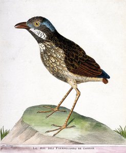 Gráfico zoológico (ornitología): el rey de los cuatro mil de Cayena. Ilustración en “La Historia de los Pájaros, Pintados en Sus Aspectos Aparecidos y Sensibles” de François Nicolas Martinet (1731-1800). Colección privada. de Francois Nicolas Martinet