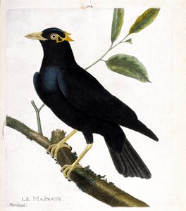 El mainate (mainate religioso o gracula religiosa) en una rama. Ilustración en “La Historia de los Pájaros, Pintados en Sus Aspectos Aparecidos y Sensibles” de Francois Nicolas Martinet (1731-1800). Colección privada. de Francois Nicolas Martinet