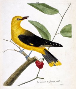 Tabla zoológica (ornitología): el loriot francés macho (loriot europeo o oriolus oriolus) en una rama. Ilustración en 