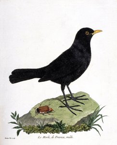 El mirlo macho (mirlo negro o turdus merula). Ilustración en “La Historia de los Pájaros, Pintados en Sus Aspectos Aparecidos y Sensibles” de Francois Nicolas Martinet (1731-1800). Colección privada.