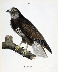 Gráfico zoológico (ornitología): el ratonero (Buteo buteo) en una rama. Ilustración en “La Historia de las Aves, Pintadas en Sus Aspectos Aparientes y Sensibles” de François Nicolas Martinet (1731-1800). Colección privada. de Francois Nicolas Martinet
