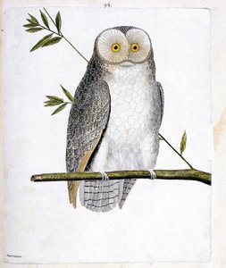 El búho (lechuza común o Tyto Alba) en una rama. Ilustración en “La Historia de los Pájaros, Pintados en Sus Aspectos Aparecidos y Sensibles” de Francois Nicolas Martinet (1731-1800). Colección privada. de Francois Nicolas Martinet