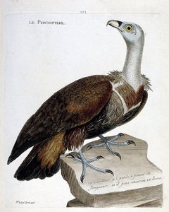Gráfico zoológico (ornitología): el percnoptere (buitre leonado o fulvus gyps). Ilustración en “La Historia de los Pájaros, Pintados en Sus Aspectos Aparientes y Sensibles” de Francois Nicolas Martinet (1731-1800). Colección privada de Francois Nicolas Martinet