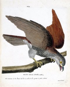 Tabla zoológica (ornitología): el águila asiática pequeña (sacre o haliastur indus) en una rama. Ilustración en 