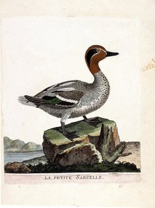 Gráfico zoológico (ornitología): el pequeño cerceta (cerceta de invierno o anas crecca). Ilustración en “La Historia de los Pájaros, Pintados en Sus Aspectos Aparientes y Sensibles” de Francois Nicolas Martinet (1731-1800). Colección privada