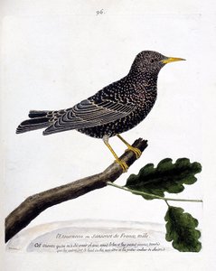 Tabla zoológica (ornitología): el estornino o sansonet (estornino o sturnus vulgaris) en una rama. Ilustración en 