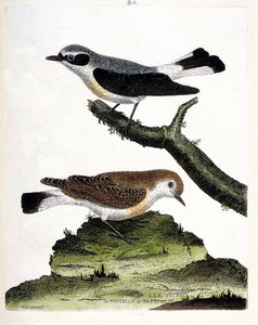 Gráfico zoológico (ornitología): el vitrec (o motous) en la rama y su hembra (mottous tallo u oenanth). Ilustración en “La Historia de los Pájaros, Pintados en Sus Aspectos Aparientes y Sensibles” de Francois Nicolas Martinet (1731-1800). Colección privada de Francois Nicolas Martinet