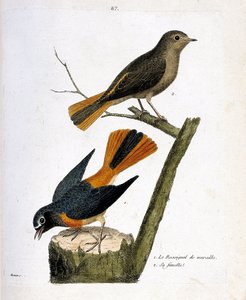 Carta zoológica (ornitología): el ruiseñor de pared en un tronco de árbol y su hembra (colirrojo con frente blanca o phoenicurus phoenicurus) en la rama. Ilustración en “La Historia de los Pájaros, Pintados en Sus Aspectos Aparecidos y Sensibles” por Franc de Francois Nicolas Martinet