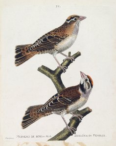 Tabla zoológica (ornitología): el gorrión de madera o el gorrión de alivio (gorrión de Hudson o spizea arborea) y su hembra (gorrión aliviado o petronia petronia). Ilustración en 