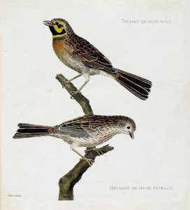 Tabla zoológica (ornitología): de arriba a abajo: Gorriones de La Haya macho y hembra (zizi o emberiza cirlus) en una rama. Ilustración en "La Historia de las Aves, Pintadas en Sus Aspectos Aparecidos y Sensibles" por François Nicolas Martinet (1731-1800). de Francois Nicolas Martinet