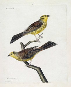 Tabla zoológica (ornitología): de arriba a abajo: Gorrión macho y hembra (Gorrión amarillo o Emberiza citrinella). Ilustración en 