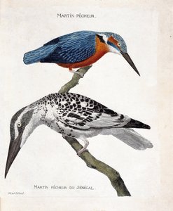 Tabla zoológica (ornitología): de arriba a abajo: Martín pescador (martín pescador de Europa o alcedo atthis) y martín pescador de Senegal (martín pescador pie o Ceryle rudis). Ilustración en 