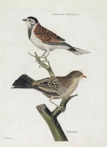 Tabla zoológica (ornitología): de arriba a abajo: Ortolan de Caña (Gorrión de Caña o Emberiza schoeniclus) y Ortolan (Gorrión Ortolan o Emberiza hortulana) en una rama. Ilustración en 