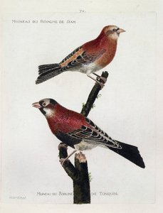 Tabla zoológica (ornitología): de arriba a abajo: Gorrión del reino de Siam (Roselin carmesí o carpodacus eruthrinus) y gorrión del reino de Tonquín (tonkin) en una rama. Ilustración en 