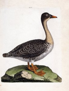 Gráfico zoológico (ornitología): ganso campestre (Anser fabalis). Ilustración en “La Historia de las Aves, Pintadas en Sus Aspectos Aparientes y Sensibles” de François Nicolas Martinet (1731-1800). Colección privada.