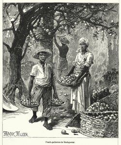 Recolectores de Duraznos en Madagascar