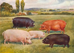 Razas de cerdos de Frank Babbage