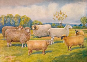 Razas de ovejas, c. 1902-1910 de Frank Babbage