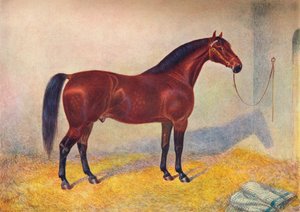 Semental Cleveland Bay Sultan de Frank Babbage