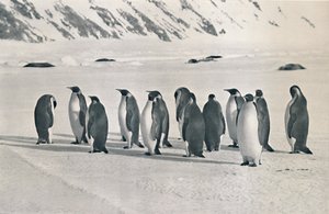 Pingüinos emperador, 1911 de Frank Debenham