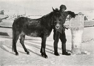 Gran con mula Lal Khan, c1911