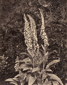 Dedaleras, c. 1860s