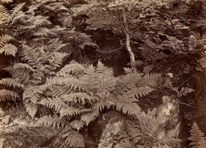 Untitled (Fern Study)
