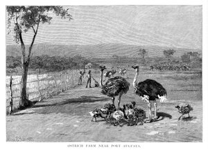 Granja de avestruces cerca de Port Augusta, Australia del Sur, 1886 de Frank P. Mahony