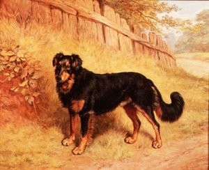 Border Collie de Frank Paton