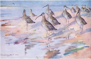 Zarapitos en Blakeney Point de Frank Southgate