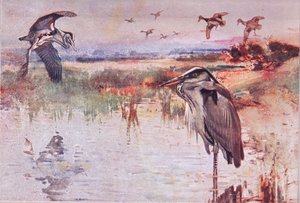La garza, ilustración de Wild Nature & Country Life de Frank Southgate